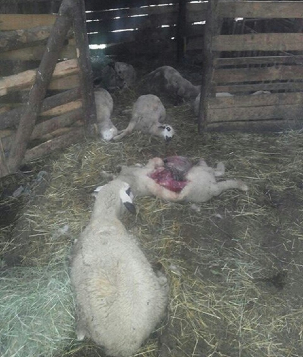 Prijepolje: Ubijeno 12 jagnjadi na periferiji Brodareva